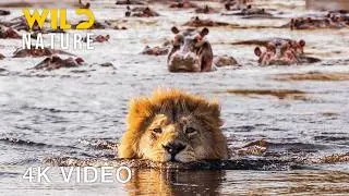 NILE RIVER | Survival Tales in Africa's Lifeline 