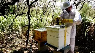 18 Moving Bees onto Homestead