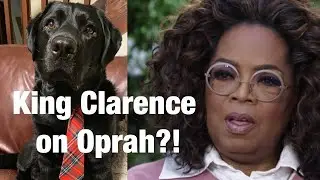 Dog has INTENSE sit down interview with Oprah!!