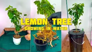 Repotting of LEMON Tree into a 5 Gallon Bucket