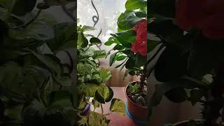 Мои простенькие и неприхотливые цветочки
