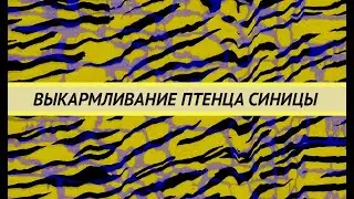 Выкармливание птенца синицы. У синицы плохо работают лапы.  Как правильно выкормить без рахита.