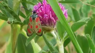 Бабочка. Пестрянка лядвенцевая ( Zygaena loti )