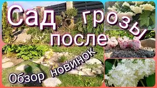 Сад после грозы!!! Обзор новинок в саду! Как чувствуют себя растения после непогоды?!