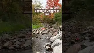 Beautiful Fall Colours!