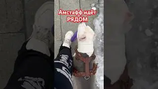 Амстафф Бой и команда рядом! 