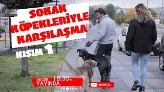 Encounter with Stray Dogs (Part 1)