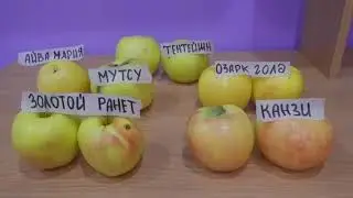 Яблоки золотой группы Голден Делишес.Golden Delicious