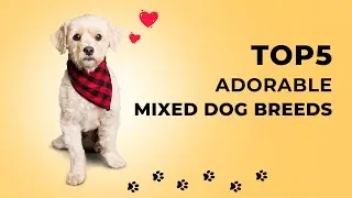 Top 5 Adorable Mixed Dog Breeds