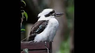 Kookaburra bird resting in residential area #australia #kookaburra