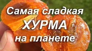 Самая Сладкая Хурма на планете