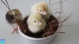 Quiet Classroom Music For Children   Baby Animals   Relaxing music for elementary classroom