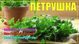 Петрушка вред и польза / Петрушка: полезные свойства и противопоказания / Лекарственные растения