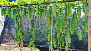 Growing cucumber from seeds, tips for growing cucumber for beginner with many fruits