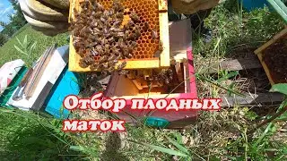 ОТБОР ПЛОДНЫХ МАТОК ИЗ НУКЛЕУСОВ, КАК МЫ ИХ ОТБИРАЕМ.