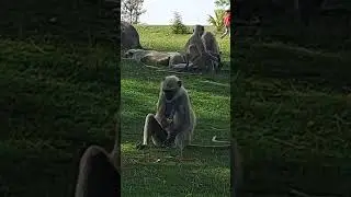 Monkeys @ Patan, India #videosforfreeeducation