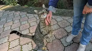 Cat who moves as if it were dancing when you pet it will make your day