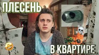 мне сдали квартиру с плесенью?