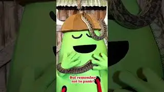 Dumb Ways to Survive: Be safe around snakes! 🐍 #reptiles #snake #dumbwaystosurvive #dumbwaystodie