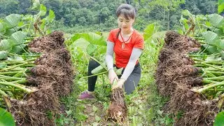 Harvesting Many Taro Goes To Countryside Market Sell, Water Pipe Repair