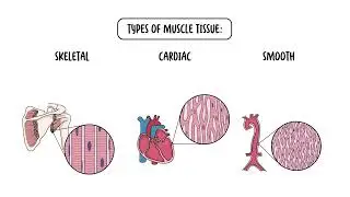 The Four Types of Tissues - Epithelial, Connective, Nervous and Muscular