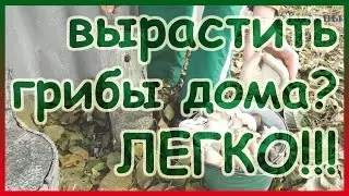 Вешенка на пнях. Выращивание грибов вешенок в домашних условия. Как выращивать вешенки.