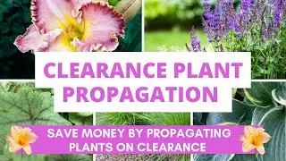 Clearance Plant Propagation: Save Money by Propagating Plants You Find on Clearance Racks!