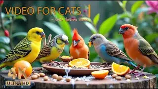 Little Birds and Cute Squirrels in a Tree 🐿 Birds Video for Cats to Watch