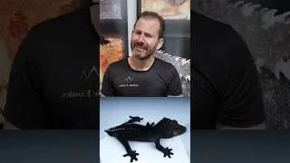 Daily Offering🚨🚨🚨🚨 BLACK Axanthic Male 21g  Ready to 🛩 🛩🛩4 6 9 9 Thank you!