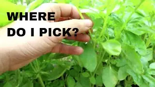 HOW TO PICK BASIL: QUICK TIPS