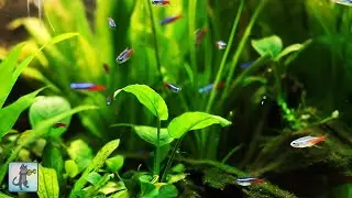 Stunning Tropical Aquarium Fish & The Best Relax Music