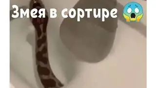 Новости Уфа - Как змея заползла в унитаз?