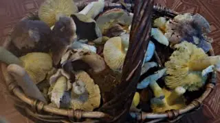 СЕРУХА И ЗЕЛЕНУХА. КАК ЗАСОЛИТЬ!