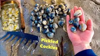 COCKLE PICKING for Pickling , Foraging Fresh Clams