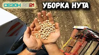 Убираем нут на Векторах 410. Сложности при уборке.