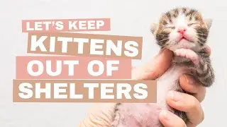 Let's Keep Kittens Out of the Animal Shelter