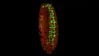 This larva looks a little nervous. 😰 😬 