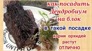 Орхидеи на блоке. Как посадить Дендробиум. Корни орхидей растут отлично в такой посадке.