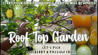 MULBERRY AND PASSION FRUIT PICKING | URBAN GARDENING | FOOD FOREST