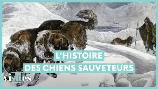 L'histoire des chiens sauveteurs