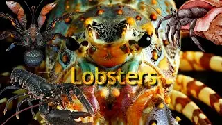 Psychedelic lobsters and the hermit ones