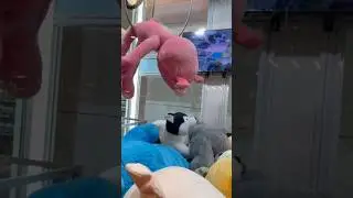 PEGUEI UMA PELÚCIA TODA RASGADA NA MÁQUINA GIGANTE!!