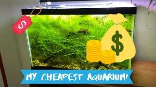 Cheap Easy Aquarium!