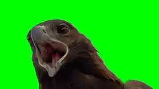 Eagle Green Screen Video | Eagle flying Green Screen Video | Eagle hunting green screen video