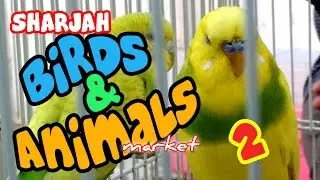 Sharjah Birds and Animals Market - Exotic Birds and animals - Part 2
