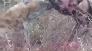 Vahşi Köpekler Sırtlana Böyle Saldırdı