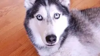 Mishka the Talking Husky is also a comedian! - SUBTITLED