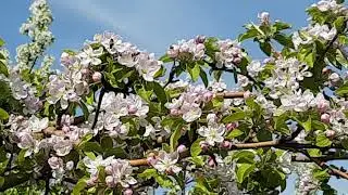 Кавказская серая горная пчела