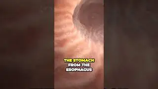 Look Inside the Human Stomach!