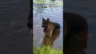 58 days Vs 1 year German shepherd transformation  